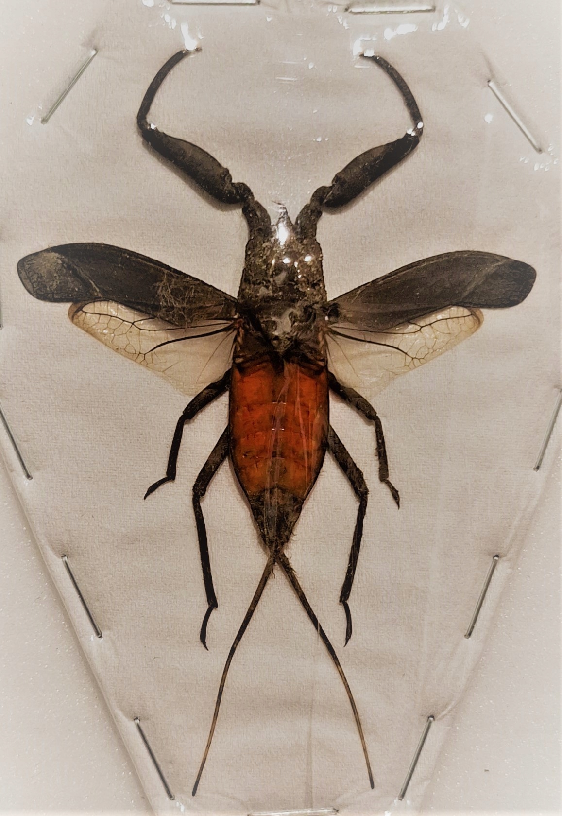 Laccotrephes celebensis .