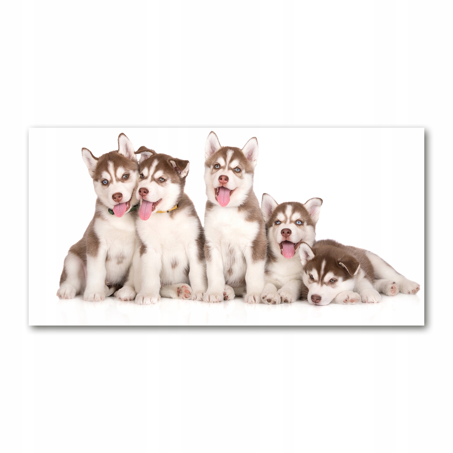 

Foto-obraz szklany Szczeniaki Husky 140x70
