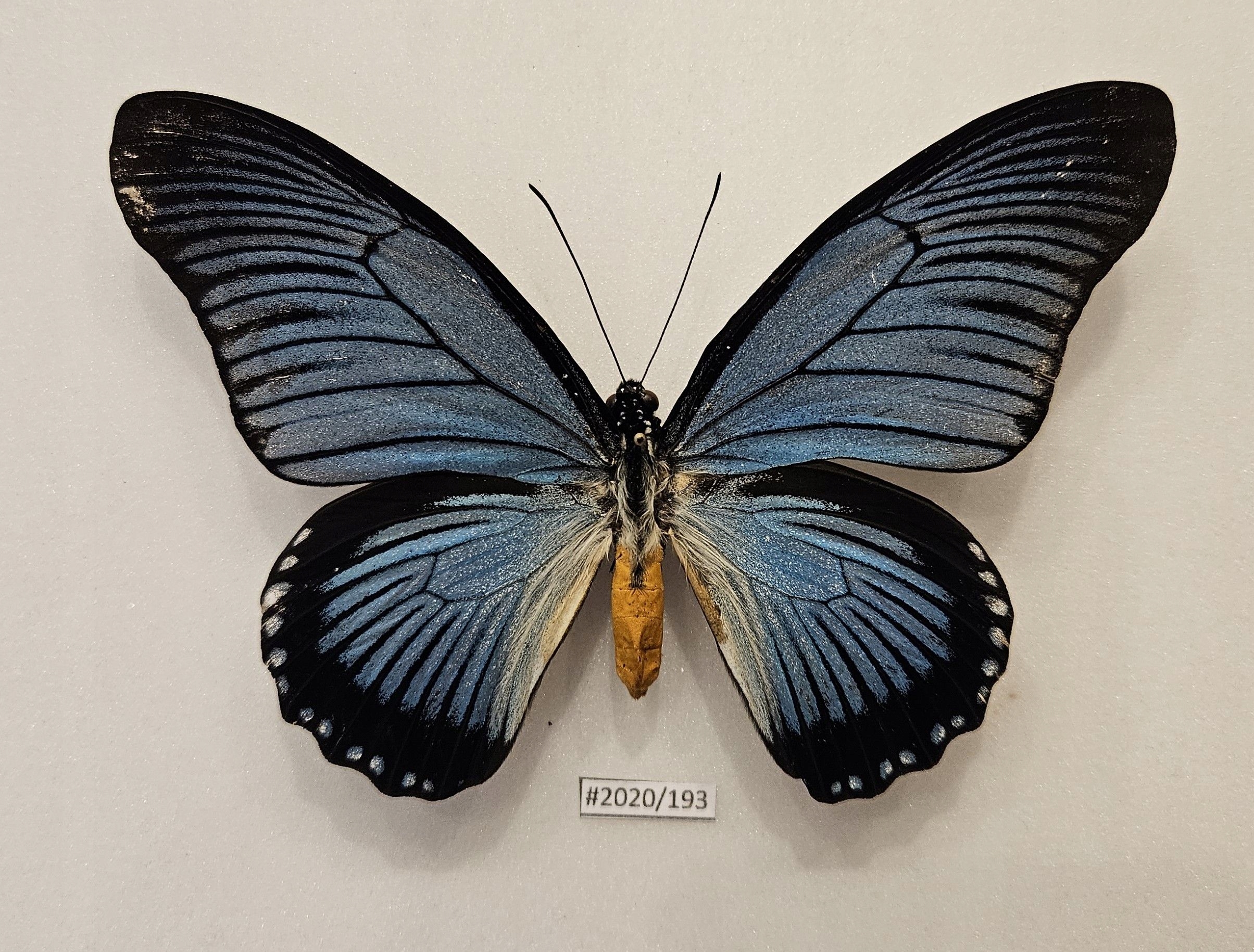 Бабочка Papilio zalmoxis 134 мм самец .