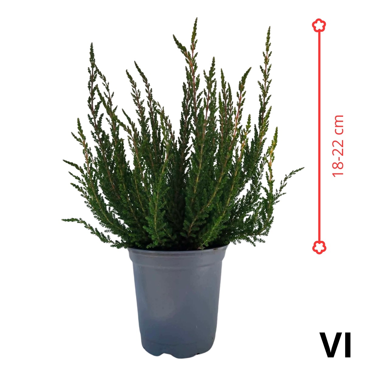 Calluna vulgaris ATHENE - 10 szt — 8