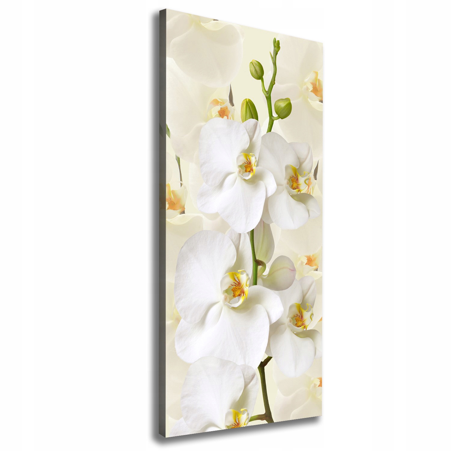 

Foto obraz na płótnie Biała orchidea 50x125 cm