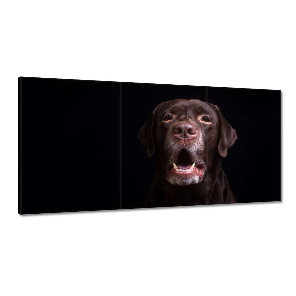Obrazy 180x90 Portrét labradora psa