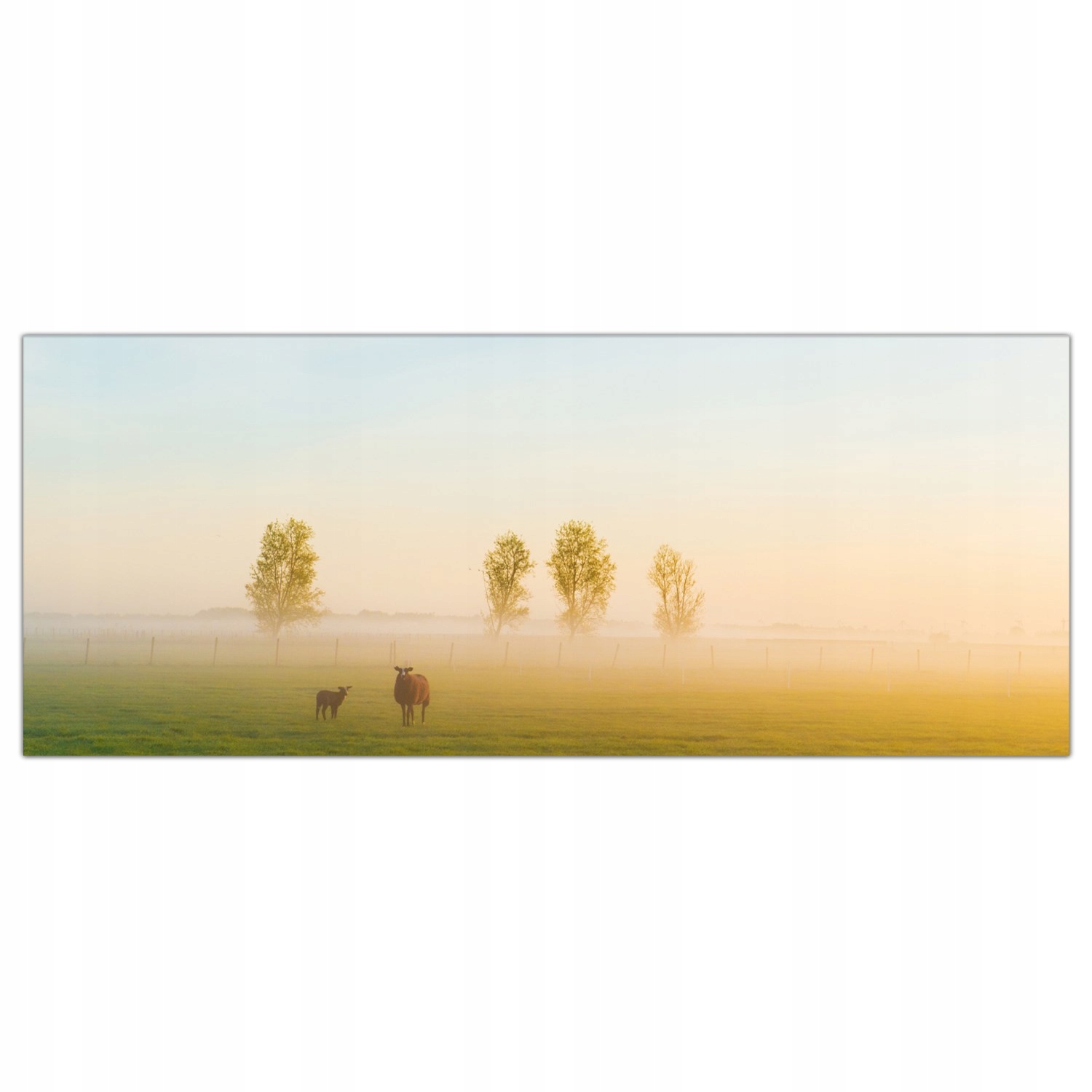 

Obraz Szklany Foto-obraz Owca Pole Zwierzę 125x50