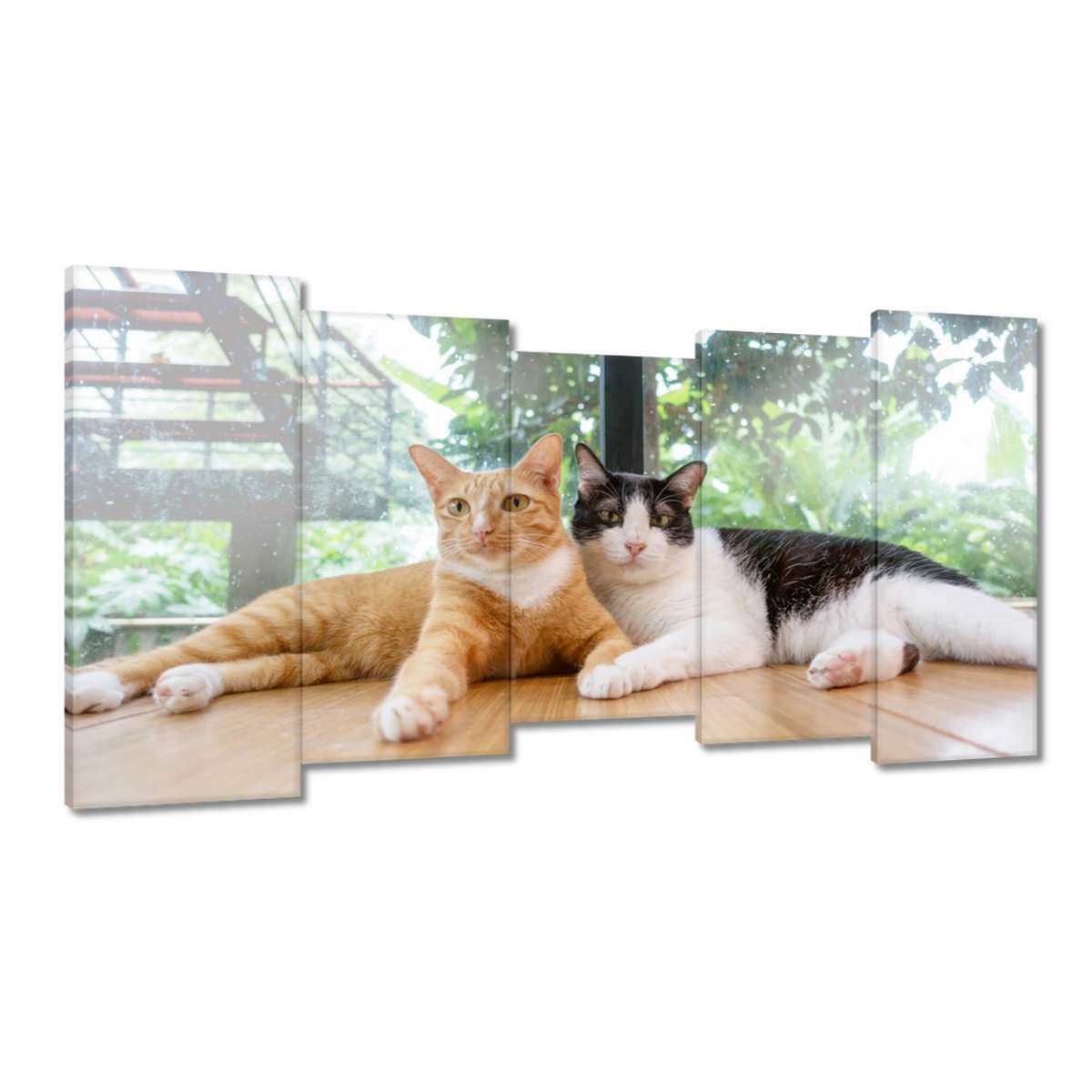 Obrazy 150x80 Kočka Kotě Kočky Kočka