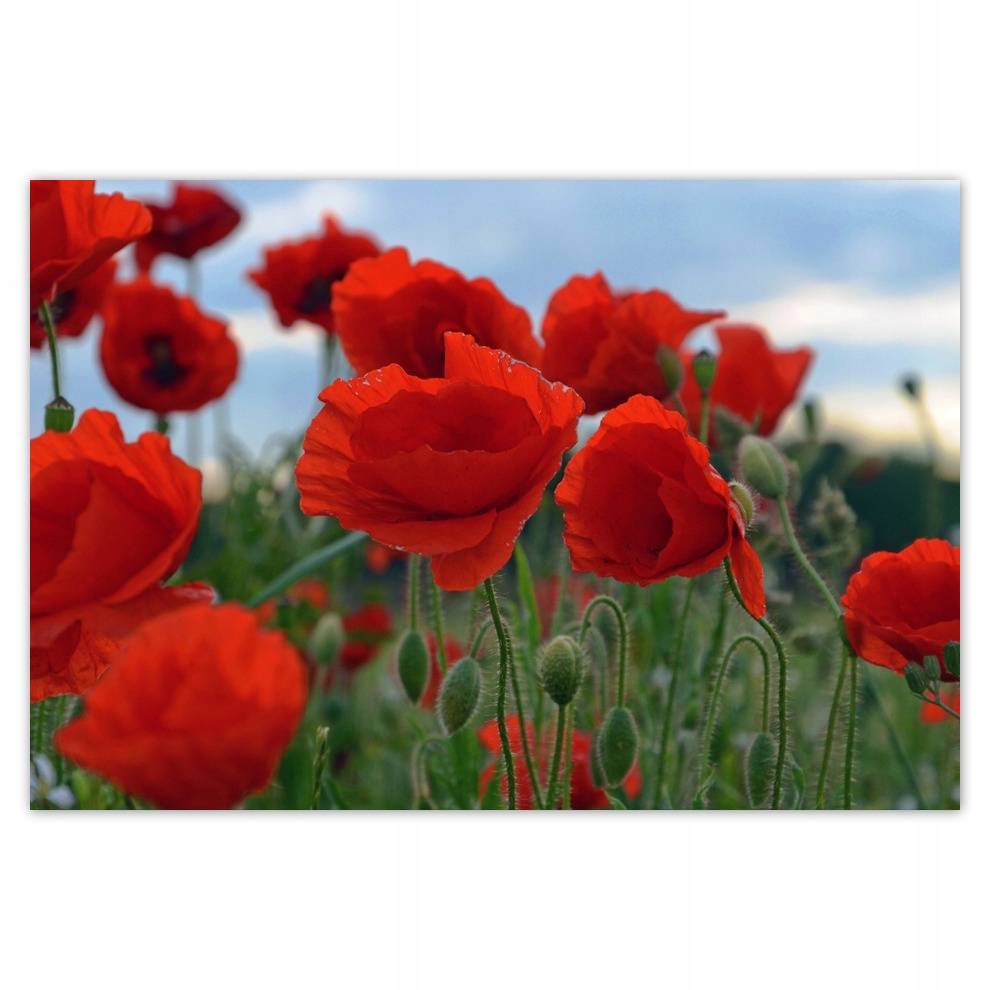 

Naklejki 155x105 Maki polne na tle nieba