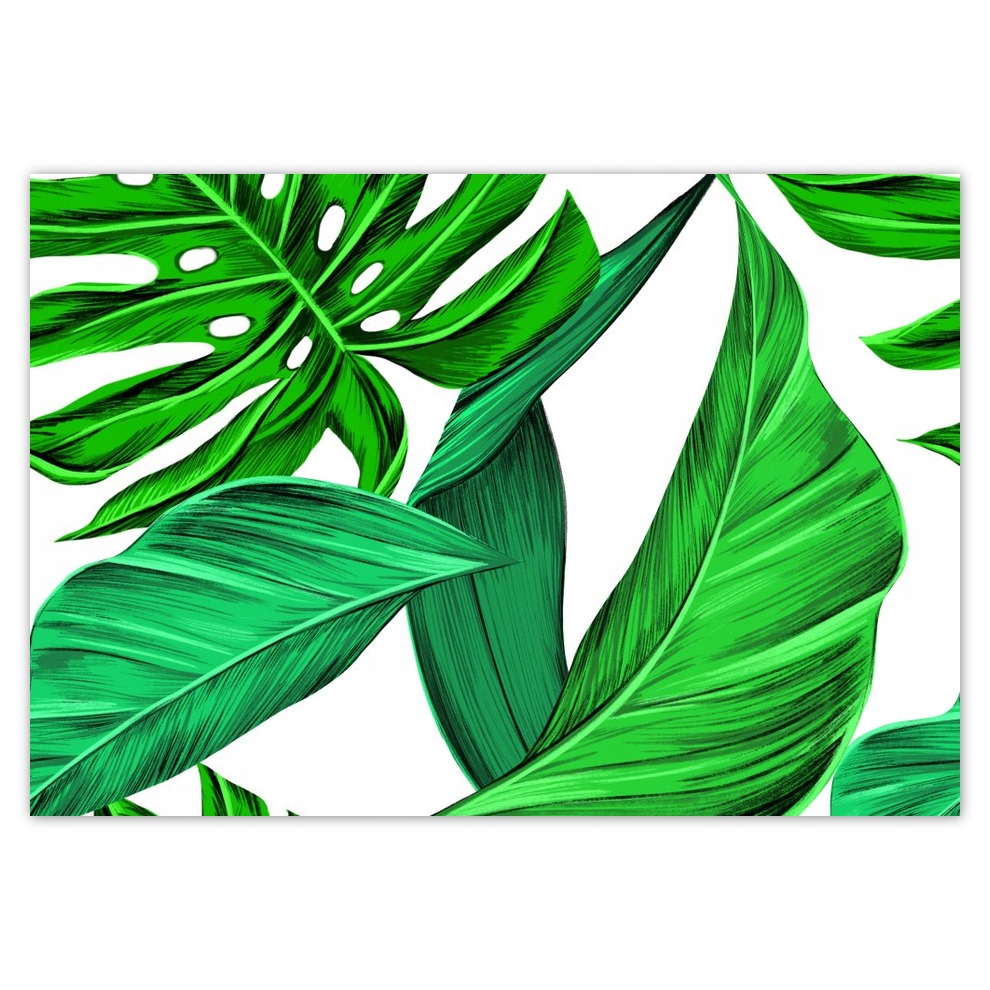 

Fototapety flizelina 368x254 Monstera Tropiki
