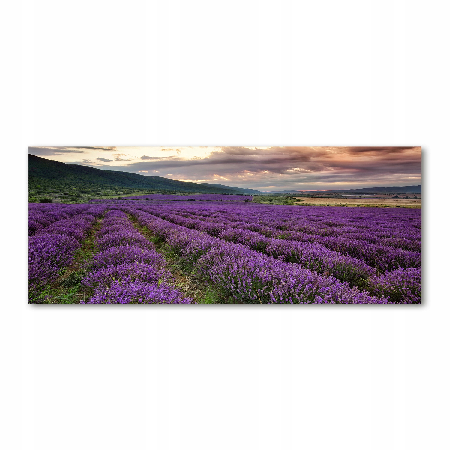 

Foto obraz akryl zdjęcie Pole lawendy 125x50 cm