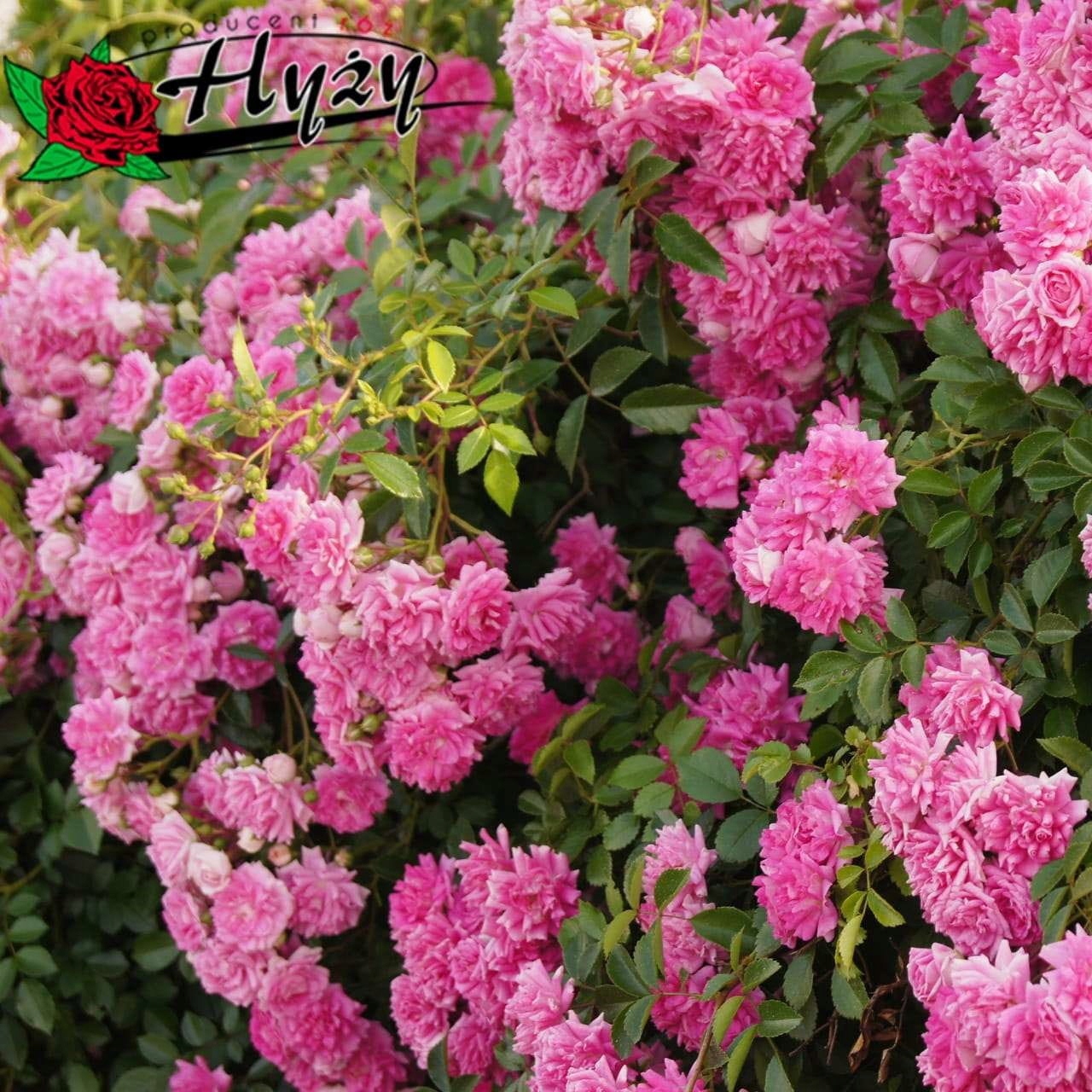 Róża pnąca SUPER DOROTHY - doniczka 2 l.