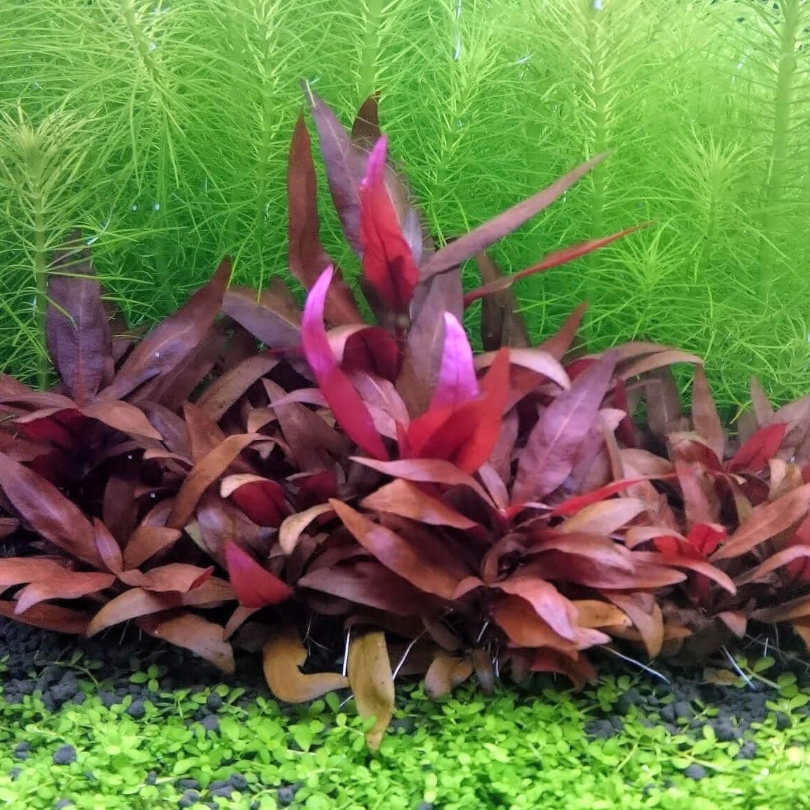 Alternanthera sessilis rubra - RA koszyk duży XXL