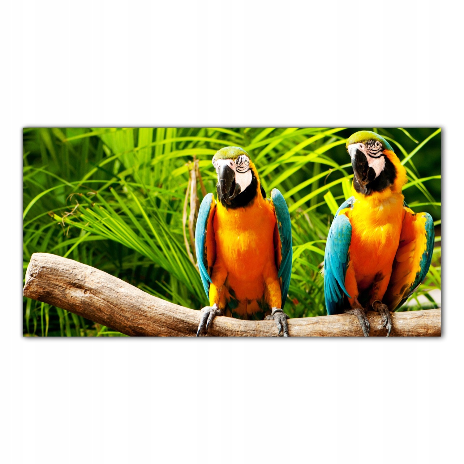 

Hartowany Obraz Szklany Papuga Ptak Zwierzę 100x50