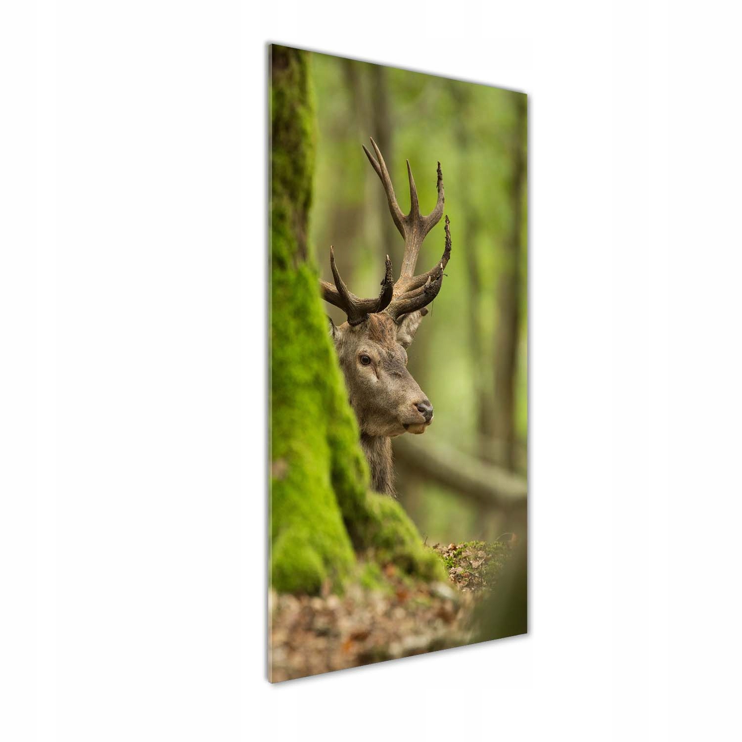 

Nowoczesny foto-obraz akryl na ścianę Jeleń 50x125