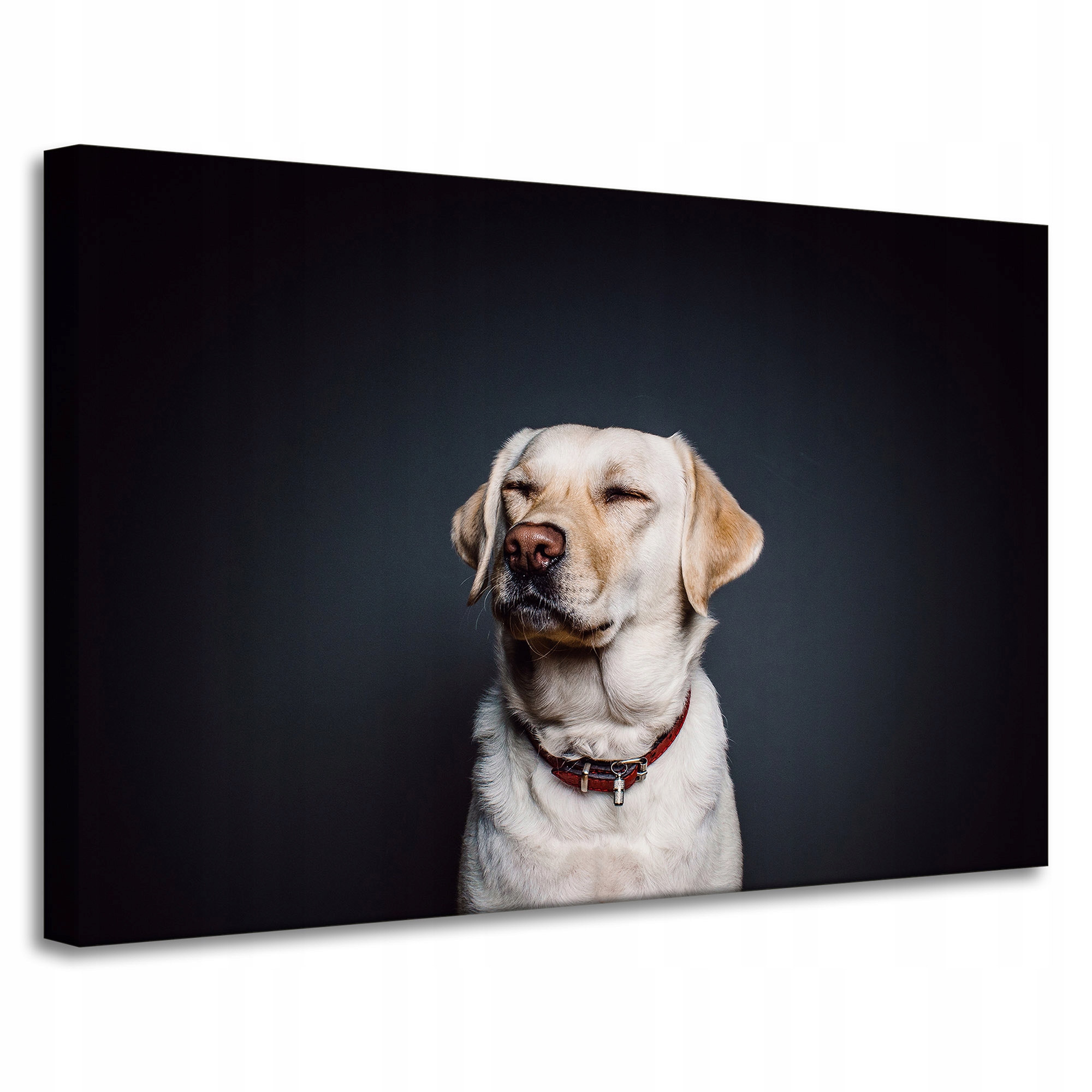 Obraz Canvas Zvířata Labrador Pes 90x60 cm