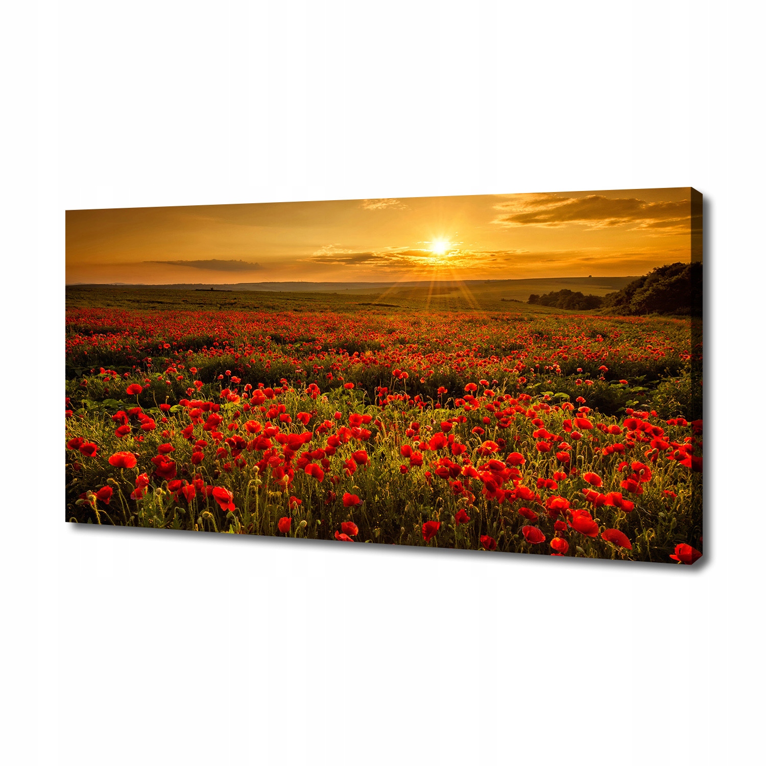 

Foto obraz canvas na ścianę Pole maków 140x70 cm