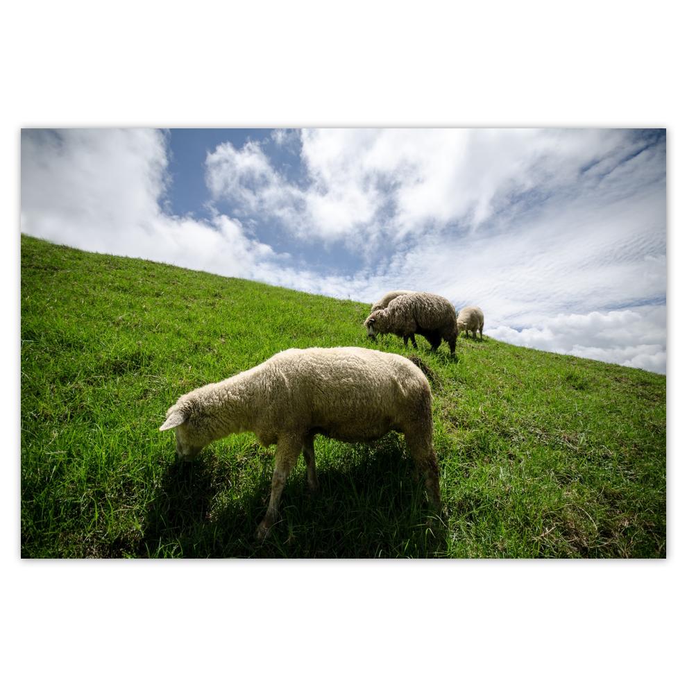 

Plakat 60x40 Owce na wypasie