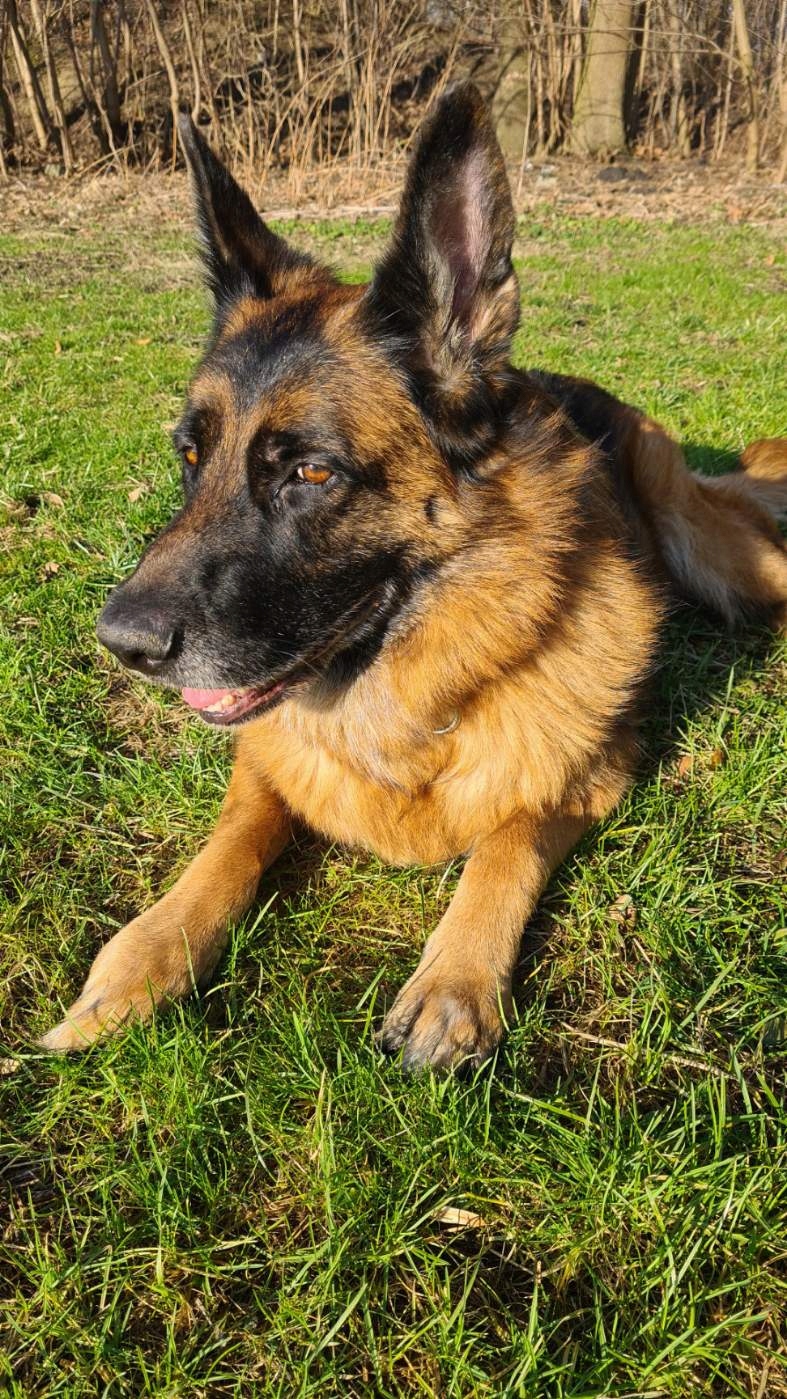 KARMA Z WOŁOWINĄ DLA PSÓW DOROSŁYCH BELLOSAN 10 KG Wydawnictwo inne