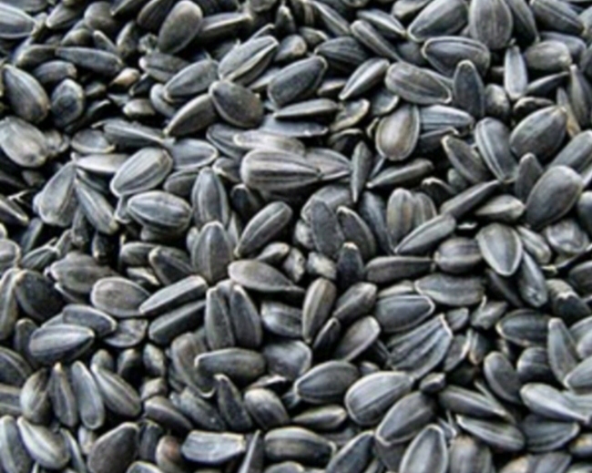 SŁONECZNIK DROBNY 20KG CZYSTY