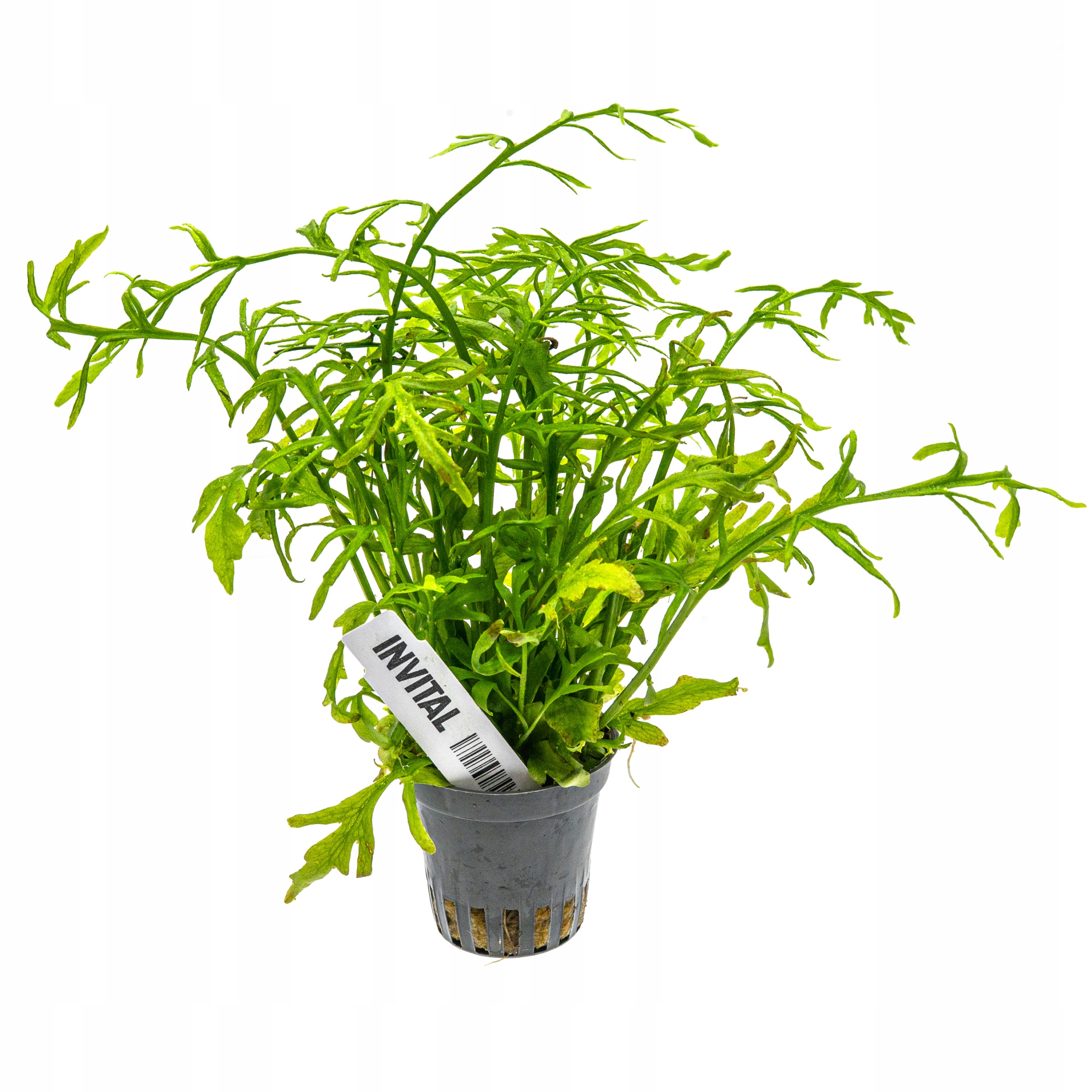 INVITAL Ceratopteris thalicroides koszyk Ø 5,5cm