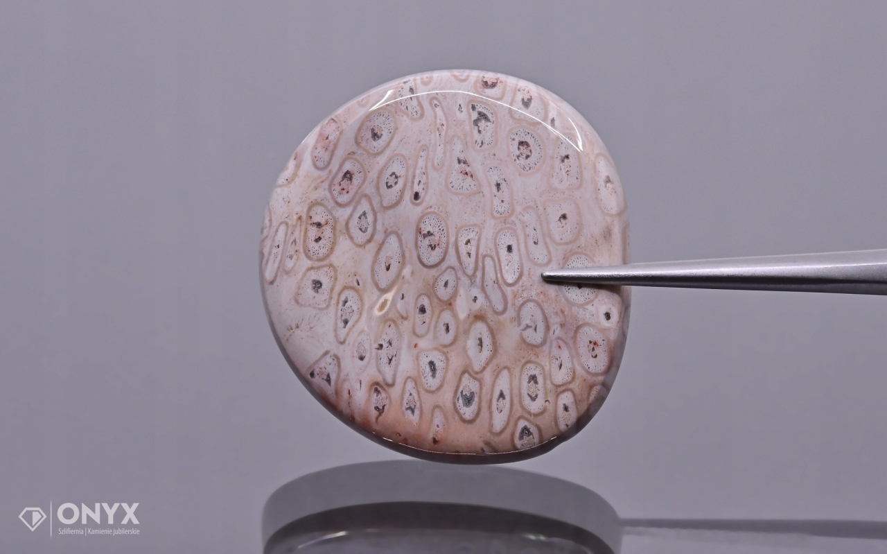 Zkamenělá palma konvexní nepravidelná dlažba 27x26 mm