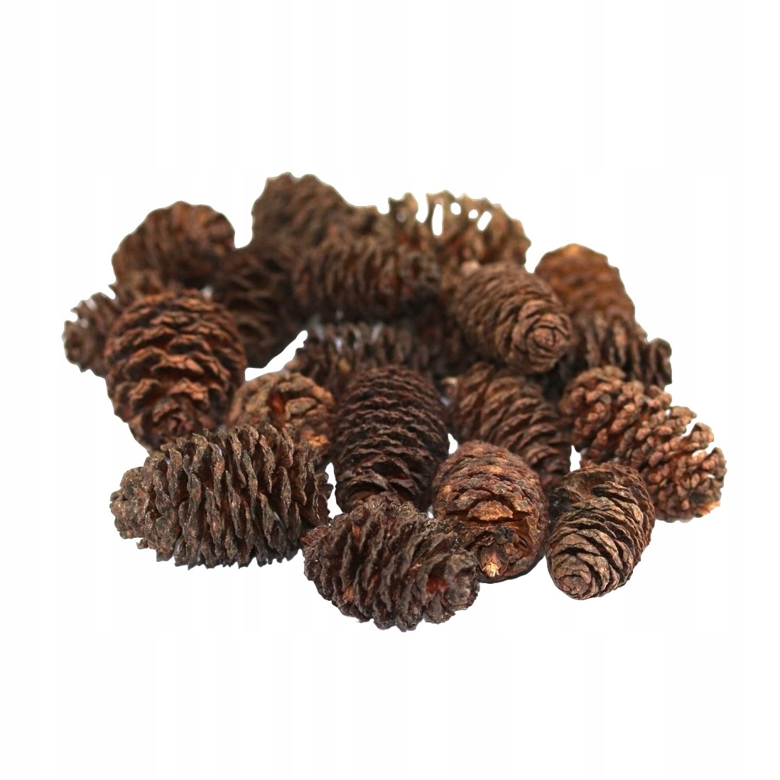 Szyszki Olchowe Naturalne 10 szt. dekoracja do formikarium