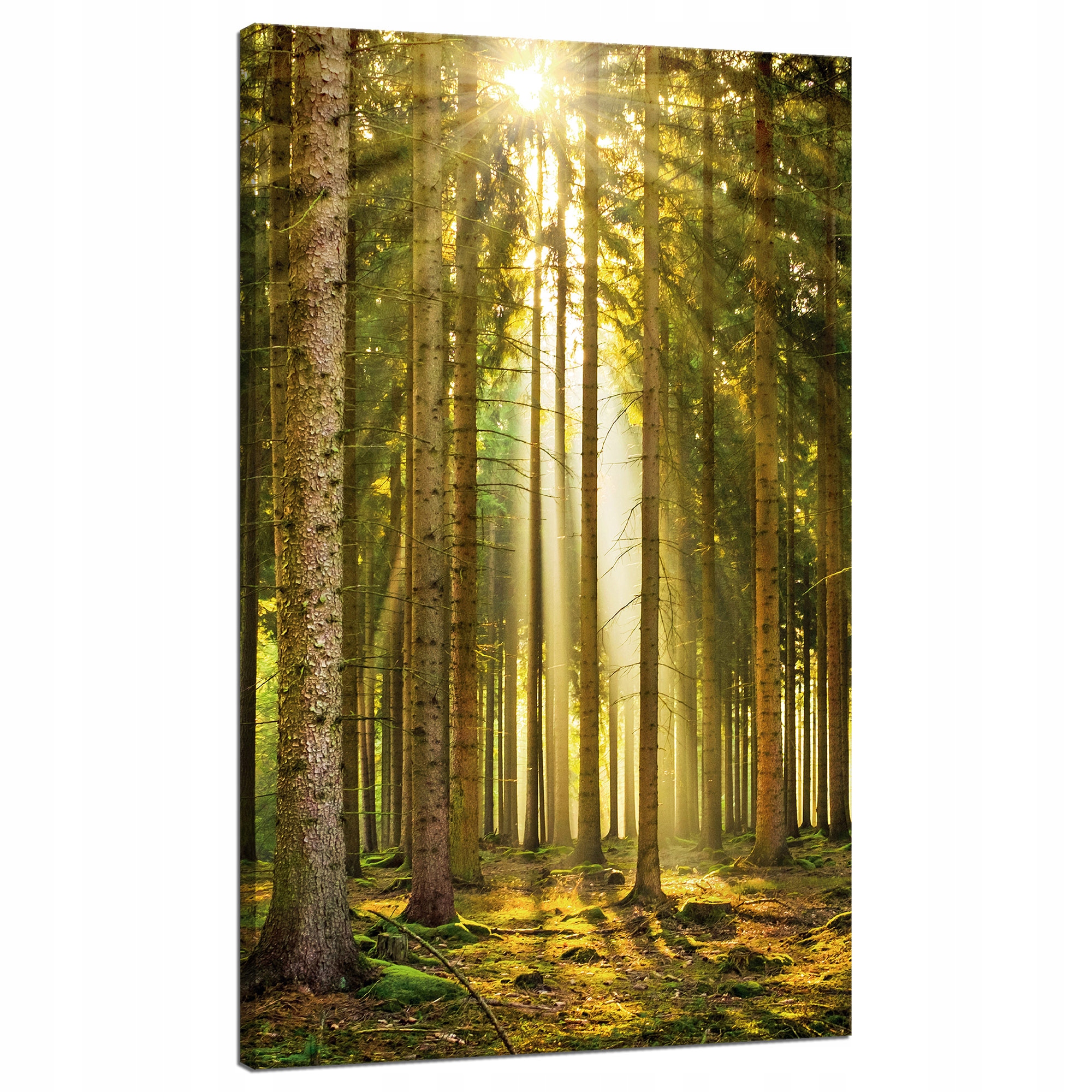 Obraz na plátně Les Stromy Slunce Příroda Jaro 70x120 cm