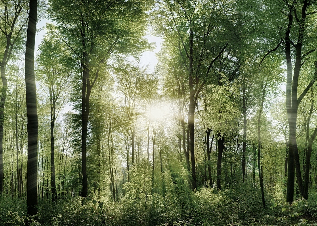 

Las plakat B2 50x70cm obraz #130