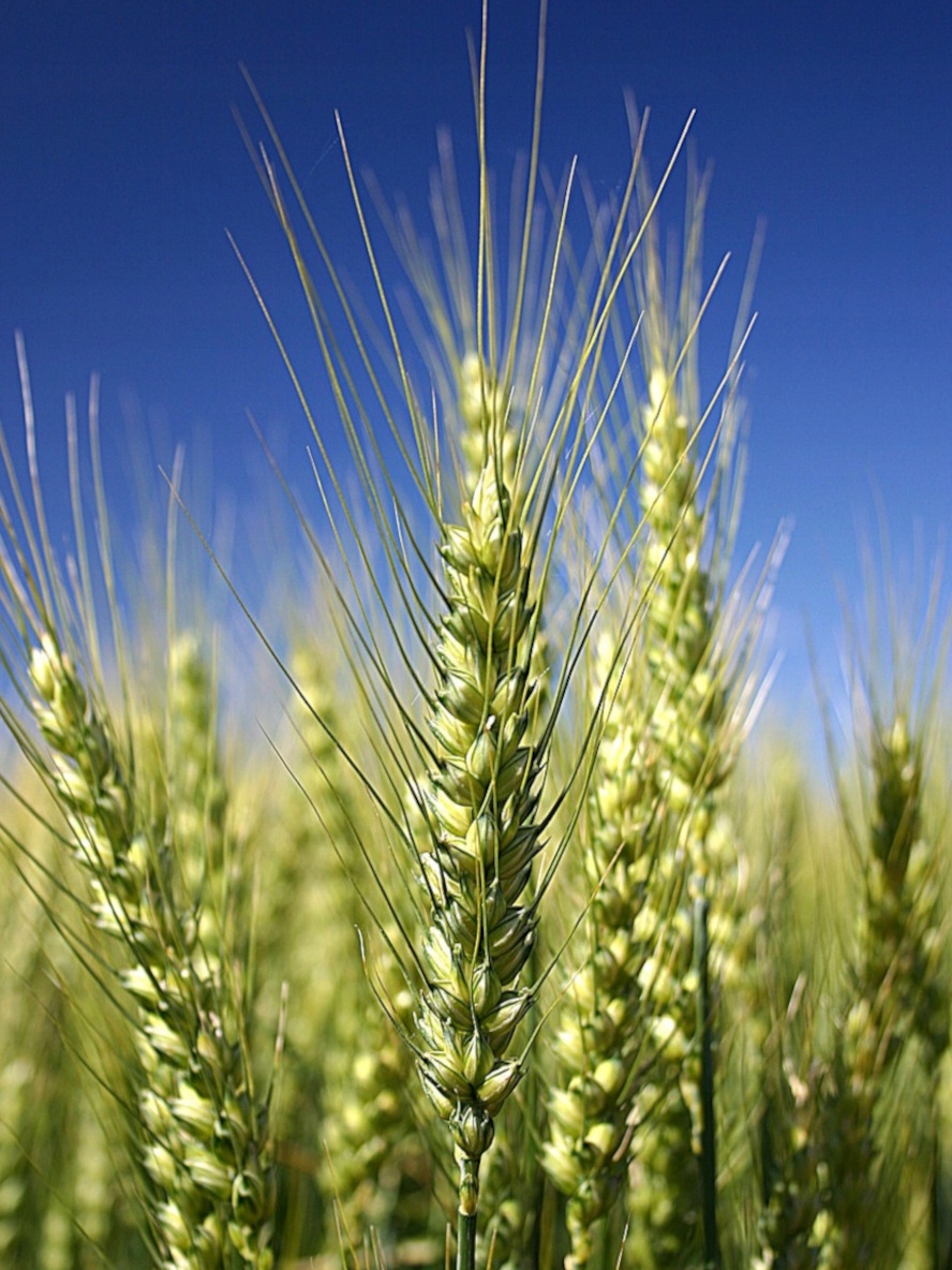 ACTELLIC 20-FU (ŚWIECA) Forma rozpylacz, aerozol