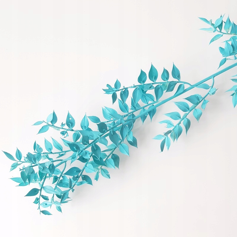 Ruscus niebieski suszony Miła Odmiana