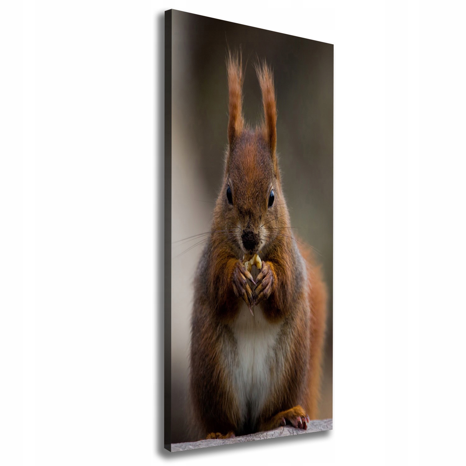 

Foto obraz na płótnie do salonu Wiewiórka 50x125cm