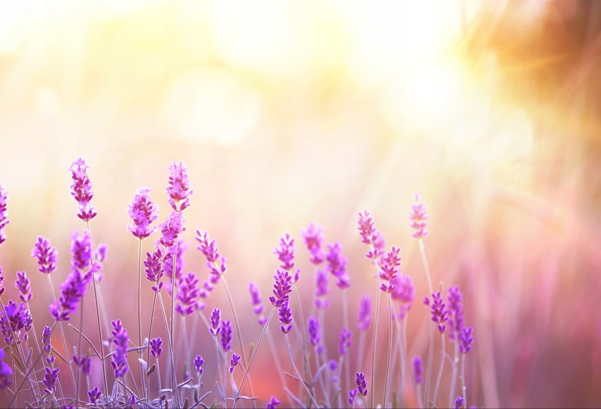 

Tapeta flizelinowa Lawenda Złoty - 104x70