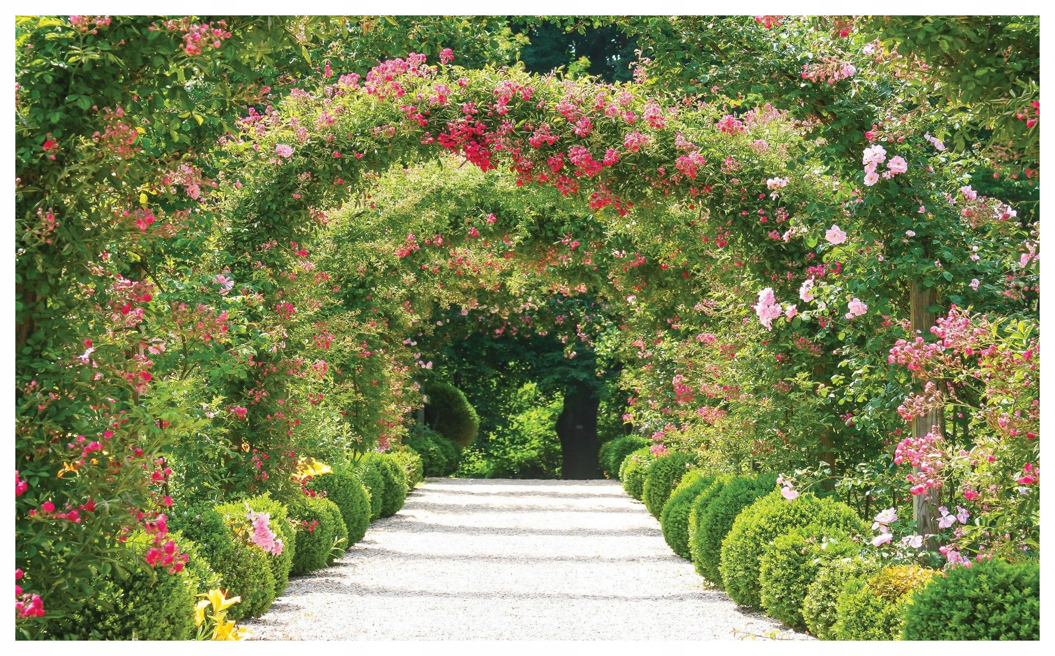 Fototapeta Tunel Růže vinyl 368x254 Květinová alej příroda perspektiva lepidlo