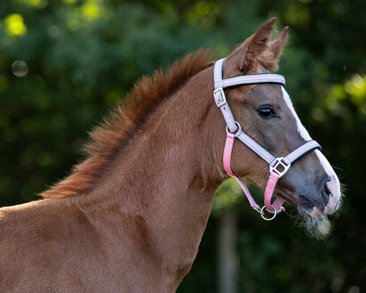 Qhp Kantar źrebięcy z naczółkiem Flore Flamingo pink Shetty foal