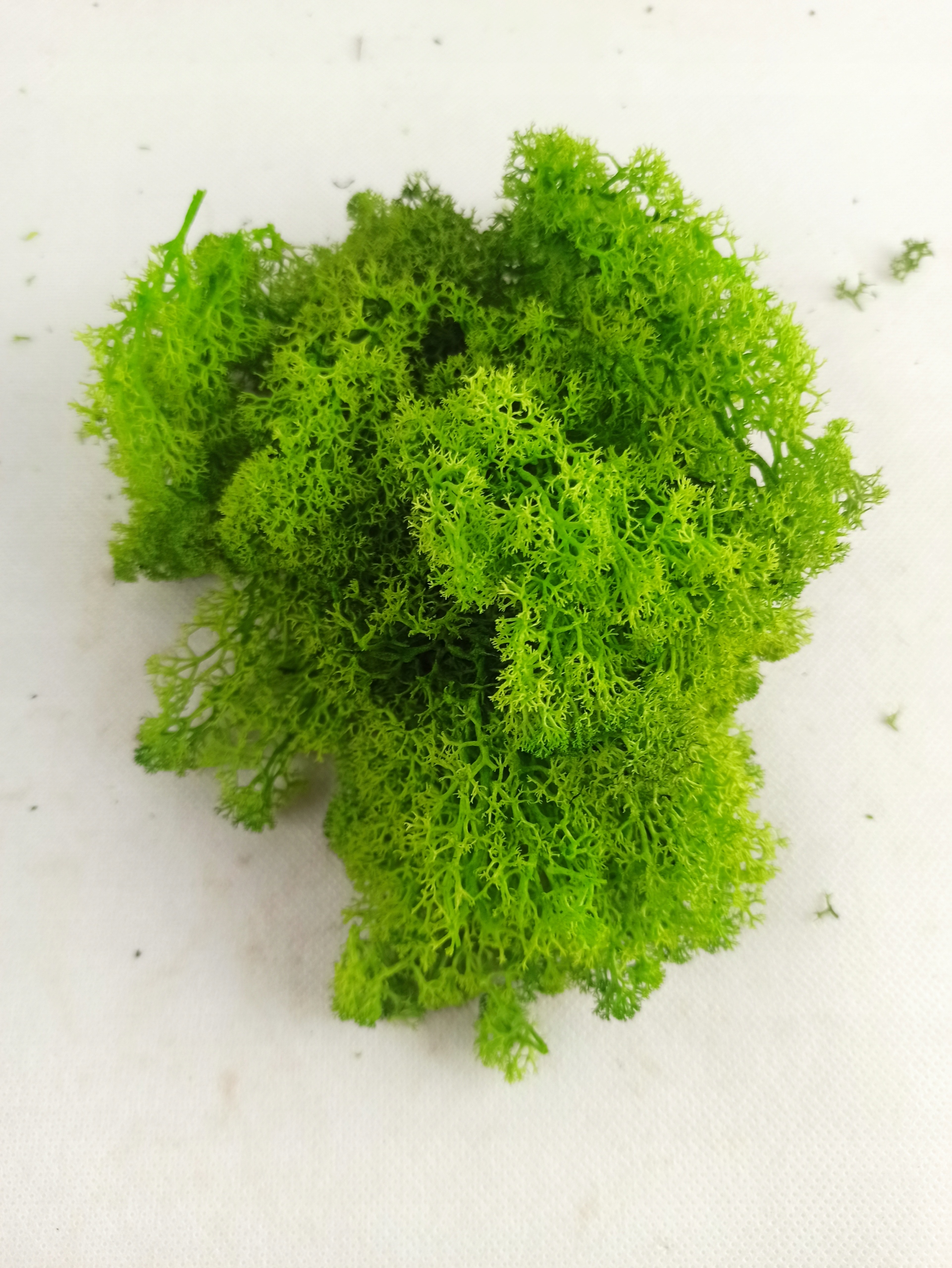 Mech chrobotek jasno zielony 10g Kod producenta zielony