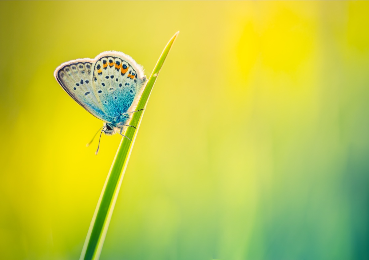 

Tapeta flizelinowa Motyl - 312x219
