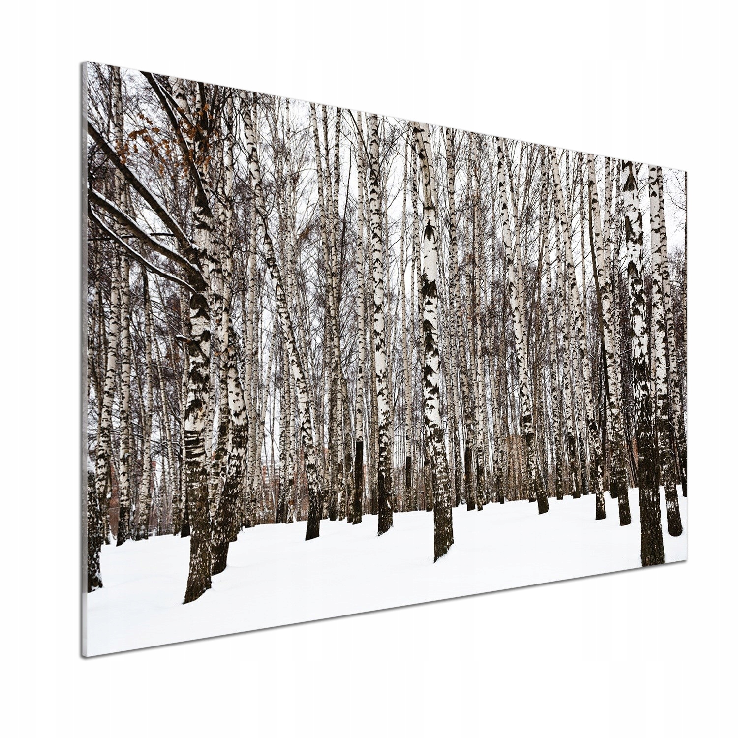 Dekorativní panel sklo Břízy v zimě 100 x 70 cm Lepidlo