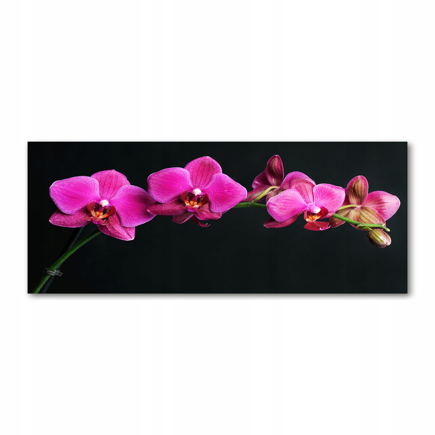

Foto obraz duży akryl nowoczesny Orchidea 125x50cm