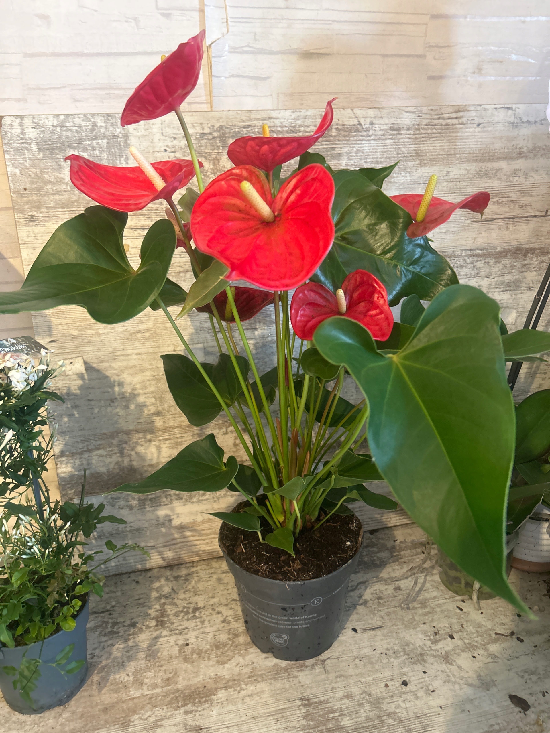 Anturium Anthurium - Niska cena na Allegro - Strona 5