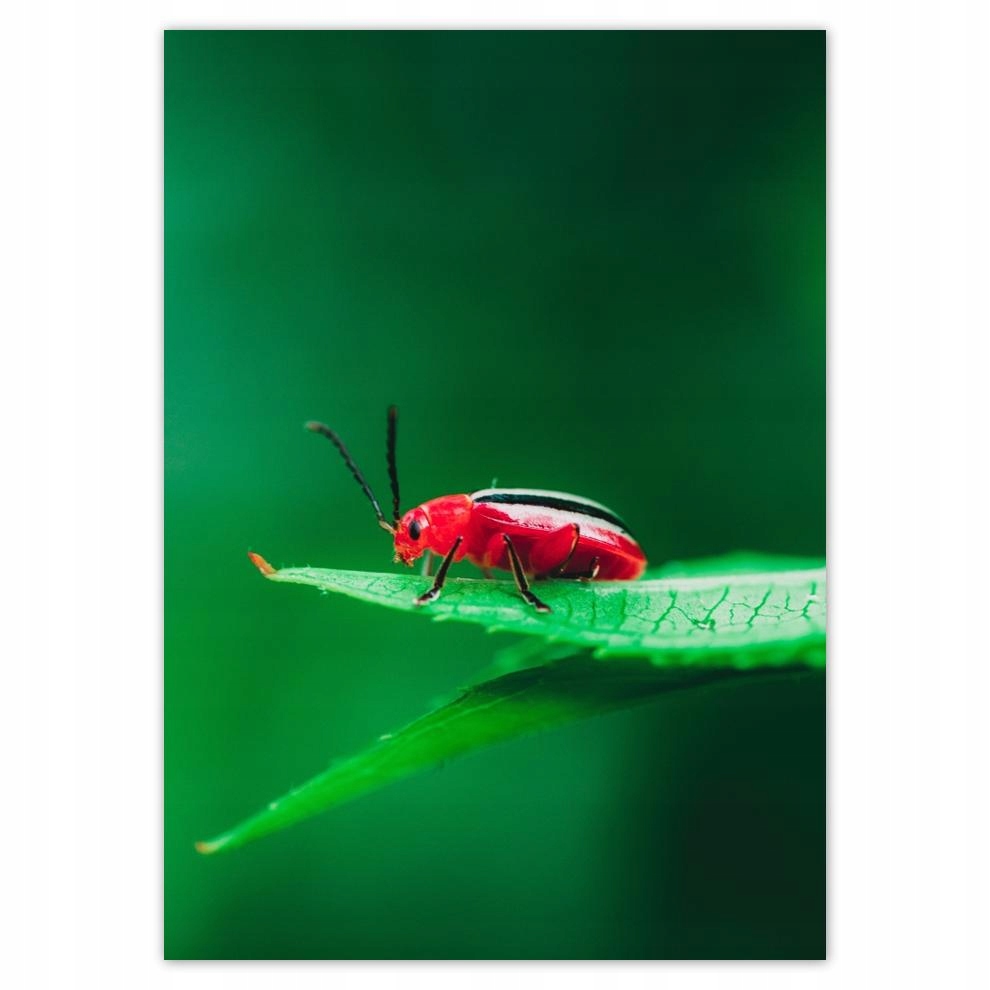 

Naklejki 50x70 Zwierzęta Zwierzątka