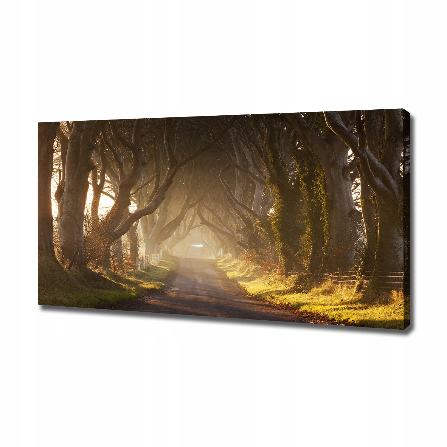 

Duży foto obraz na płótnie Mgła w lesie 120x60 cm