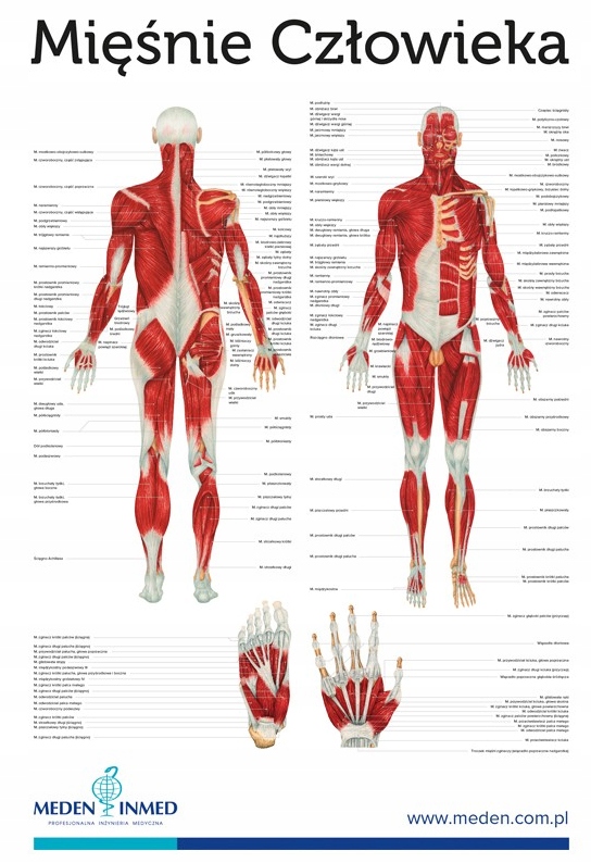 Plansza anatomiczna Mięśnie Człowieka 100x70 cm