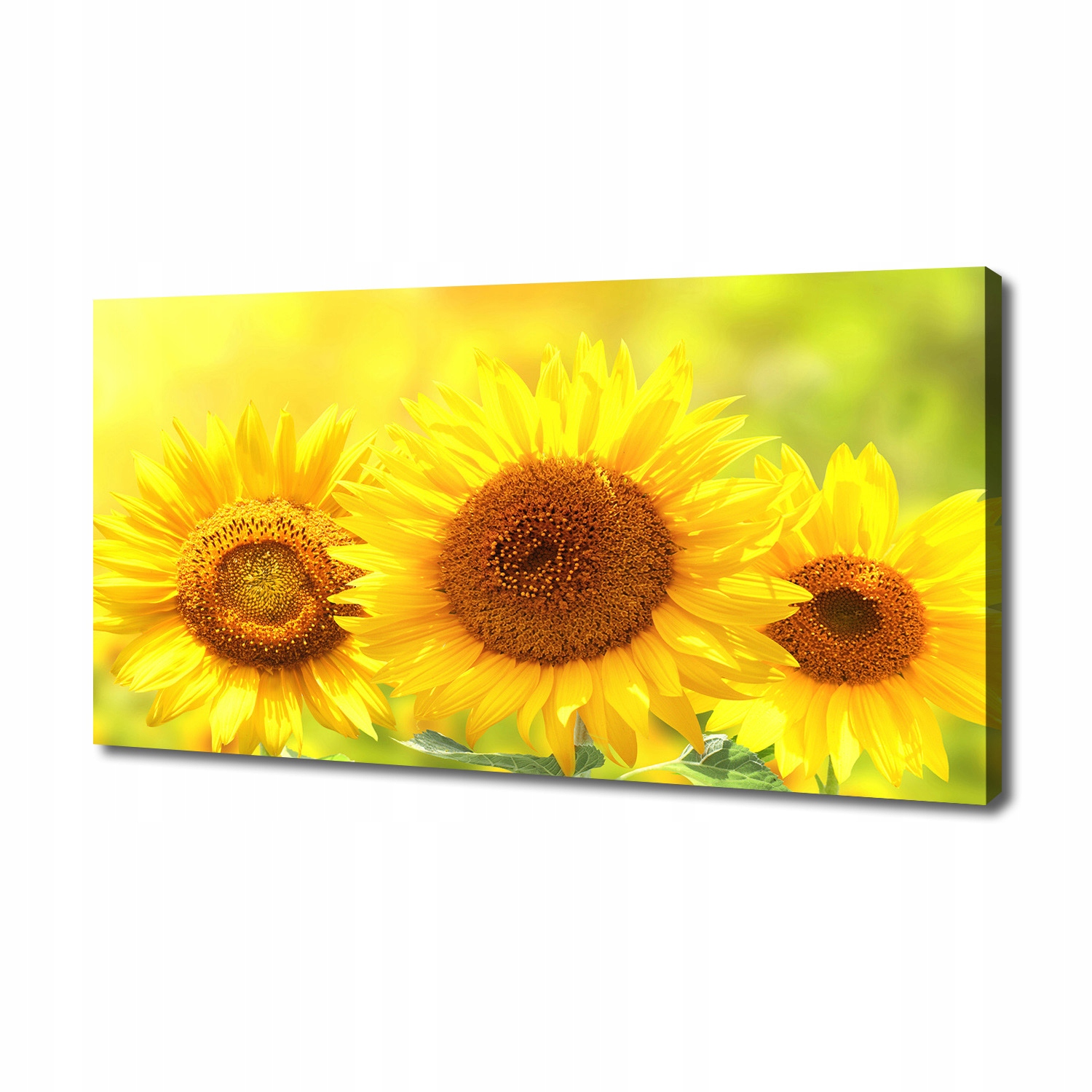 

Foto obraz canvas na ścianę Słoneczniki 140x70 cm