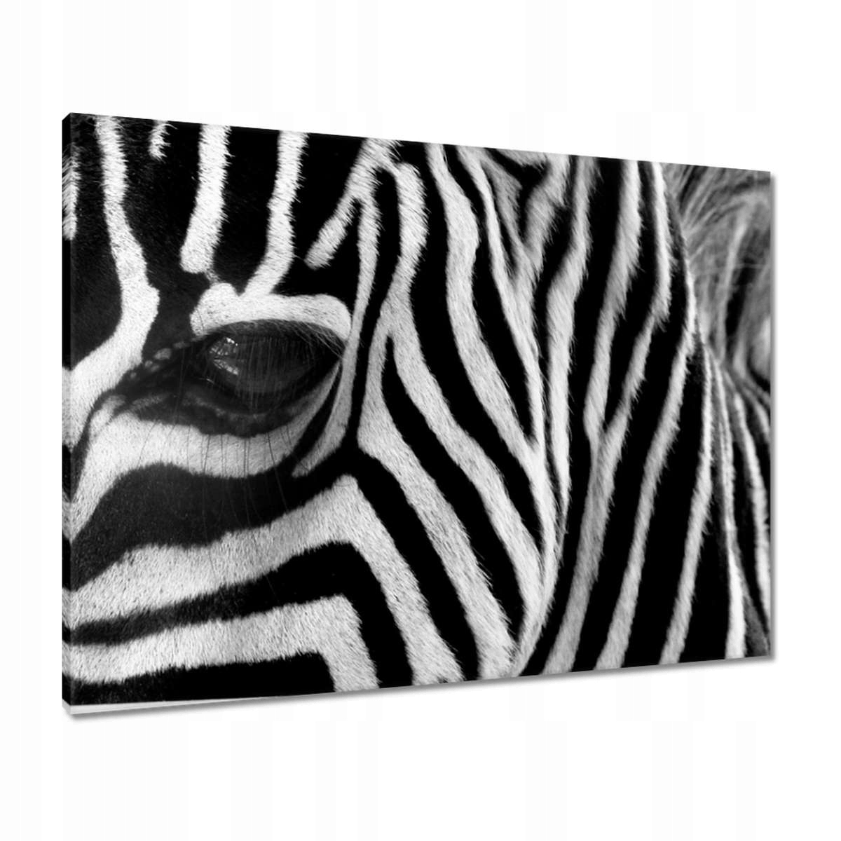 Obrazy 80x60 Černobílé pruhy Zebra