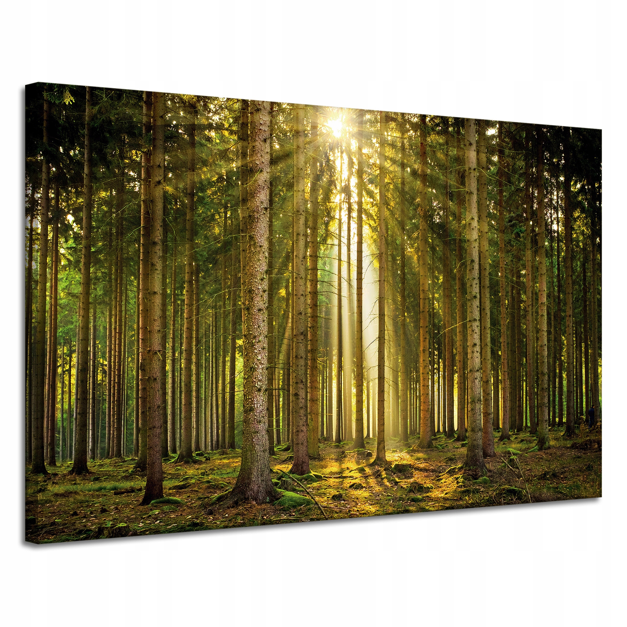 Obraz na plátně Les Stromy Slunce Příroda Jaro 120x80 cm