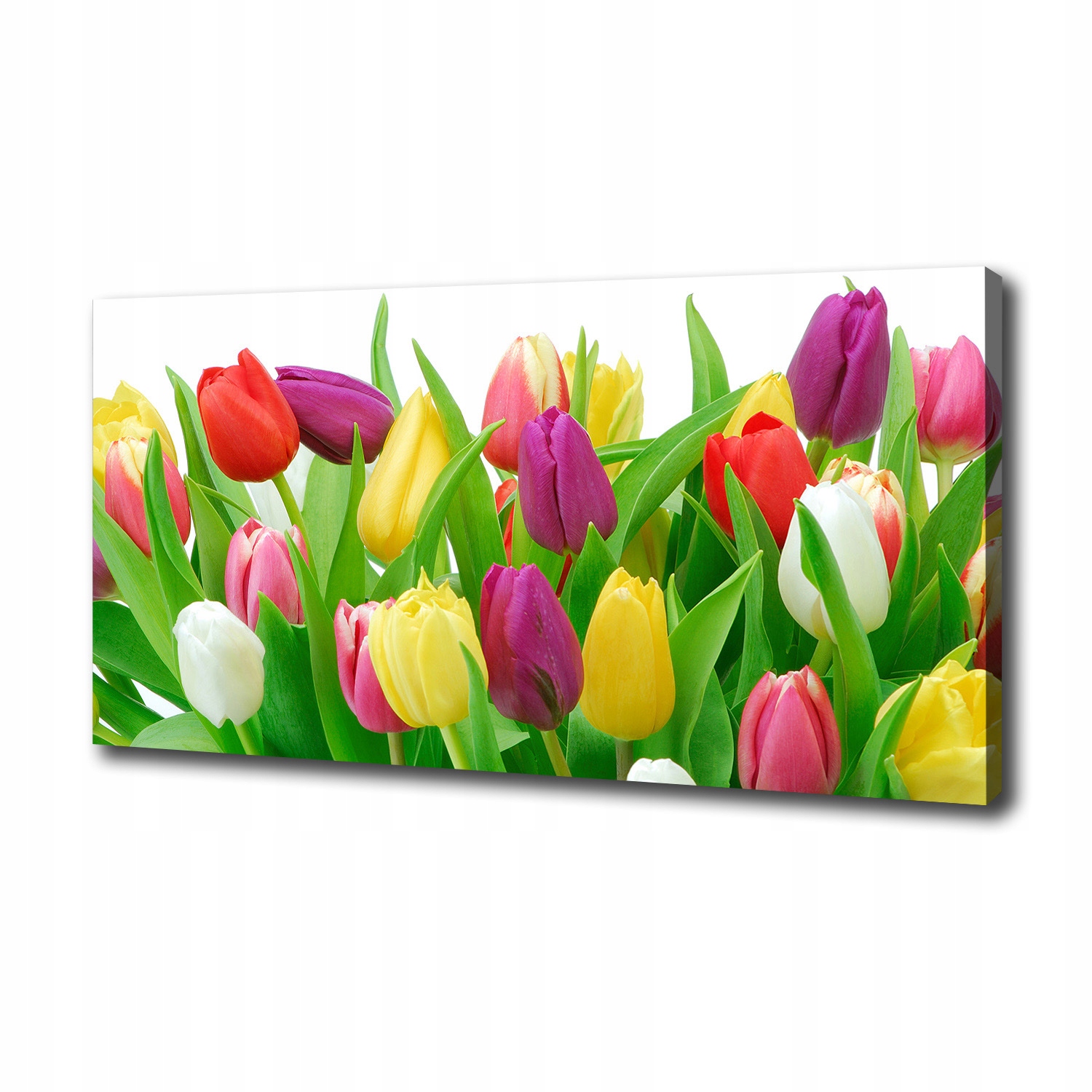 Fotoobraz obraz na plátně Barevné tulipány 100 x 50 cm