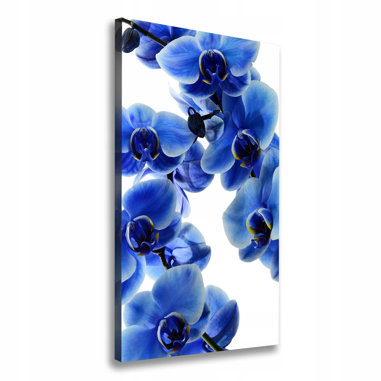 

Foto obraz na płótnie Niebieska orchidea 60x120 cm