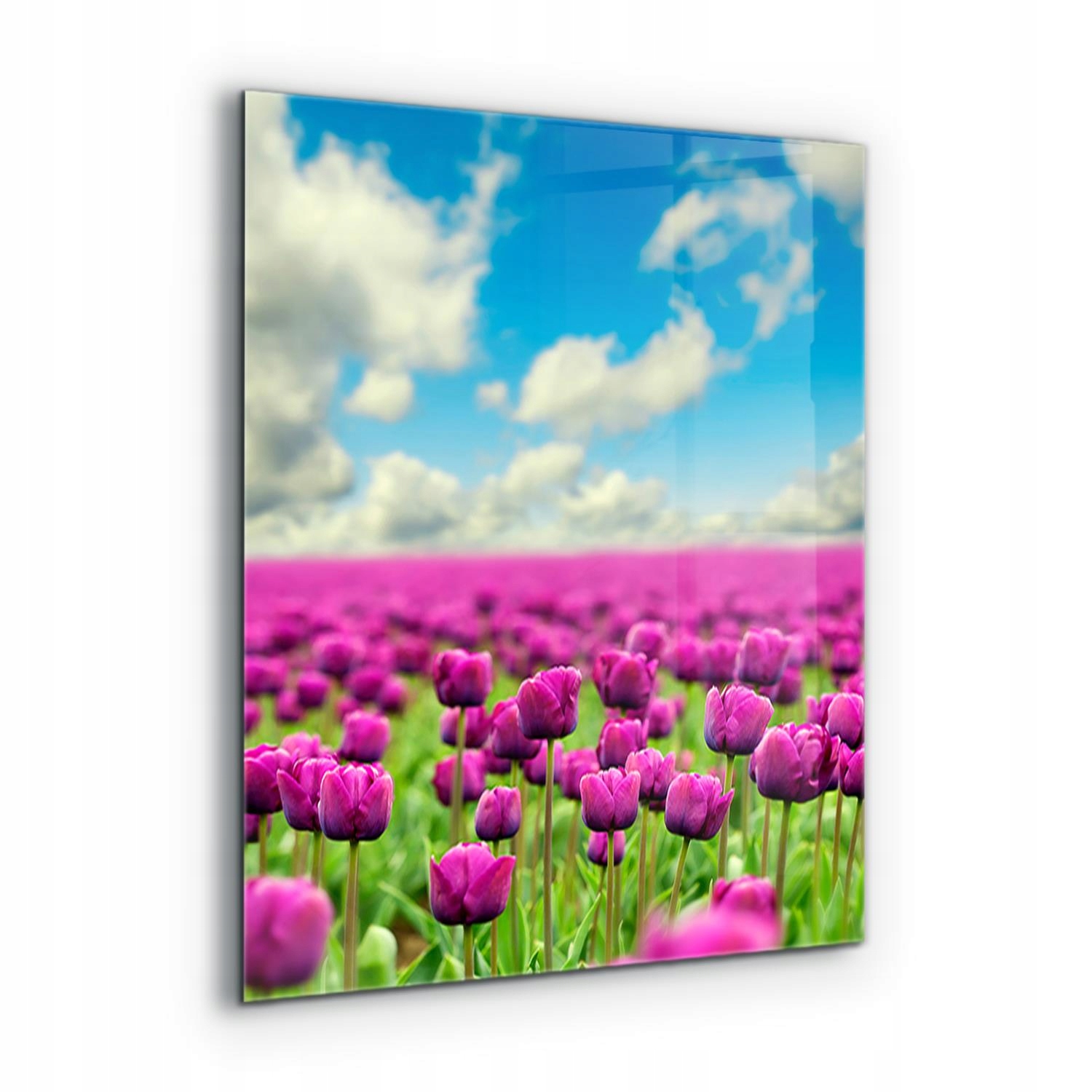 Foto Lacobel Do kuchyne Pole ružových tulipánov