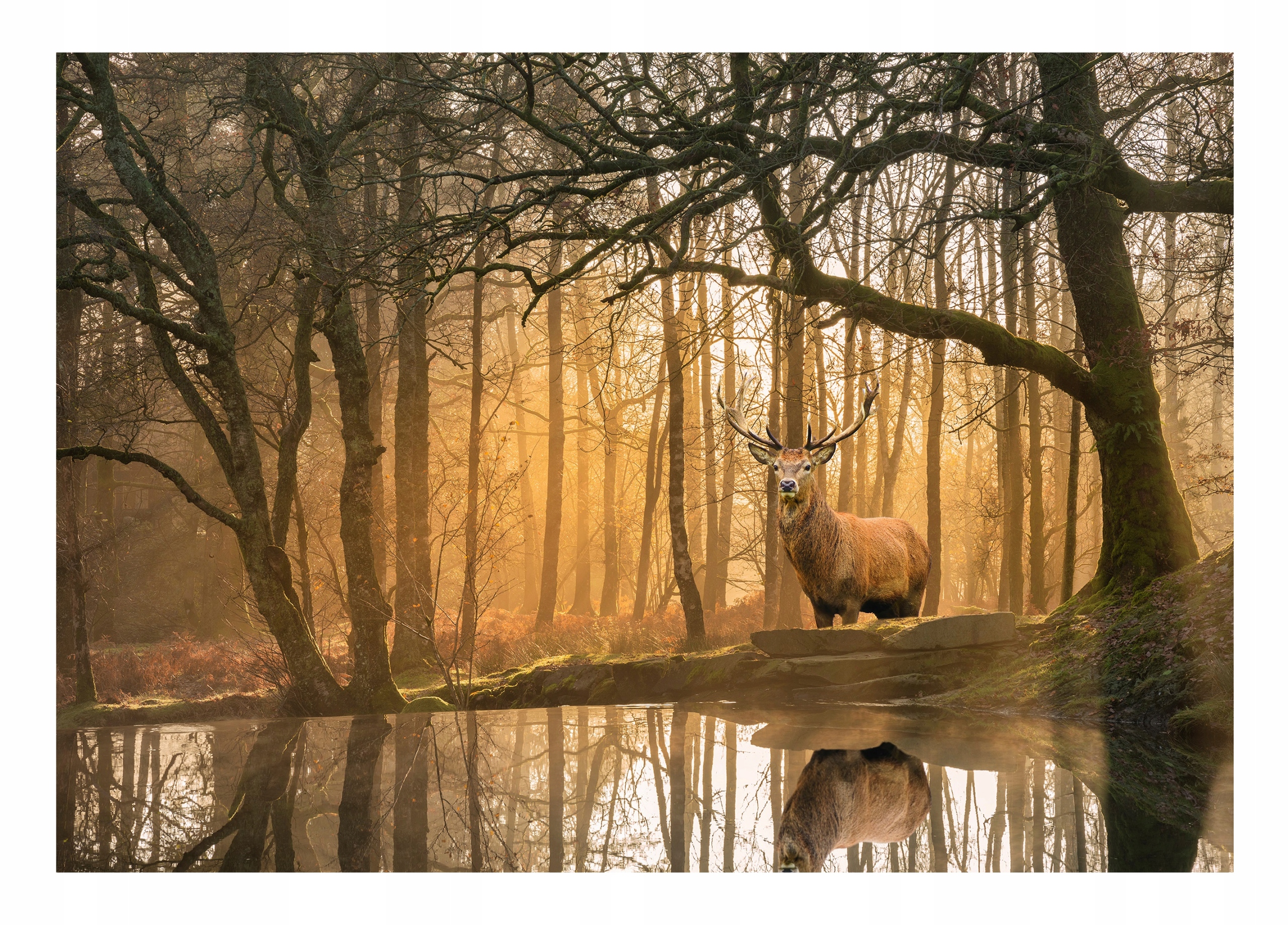 

Fototapeta Las Drzewa Jeleń 3D Natura Mgła 368x254