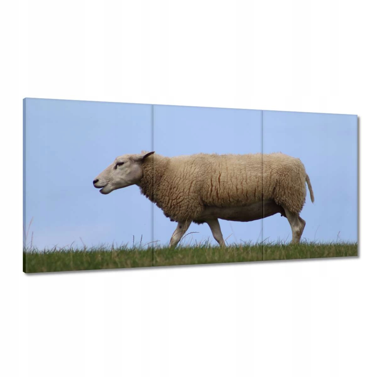 Obrazy 180x90 Pasenie oviec Ovce