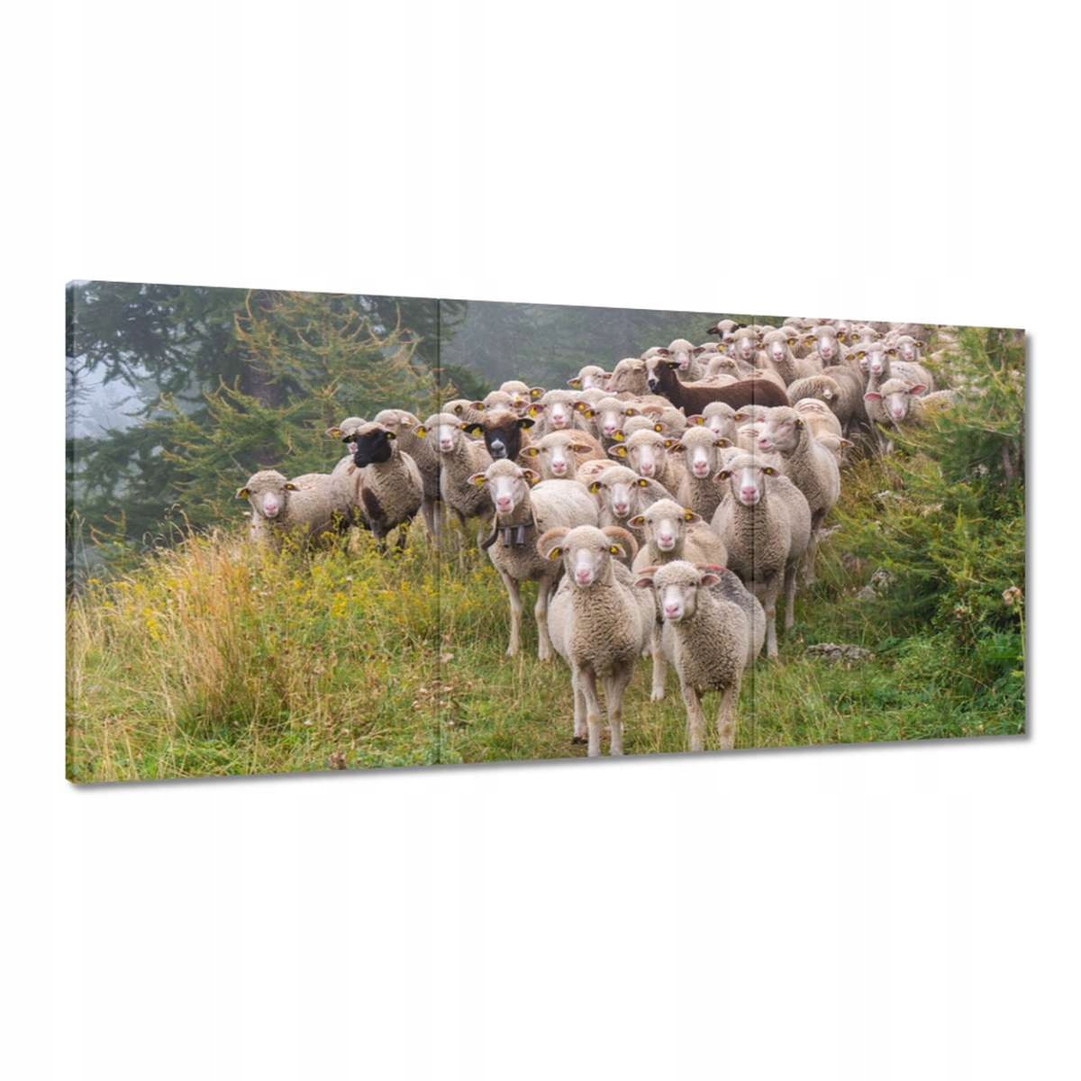 Obrazy 180x90 Pasenie oviec Ovce