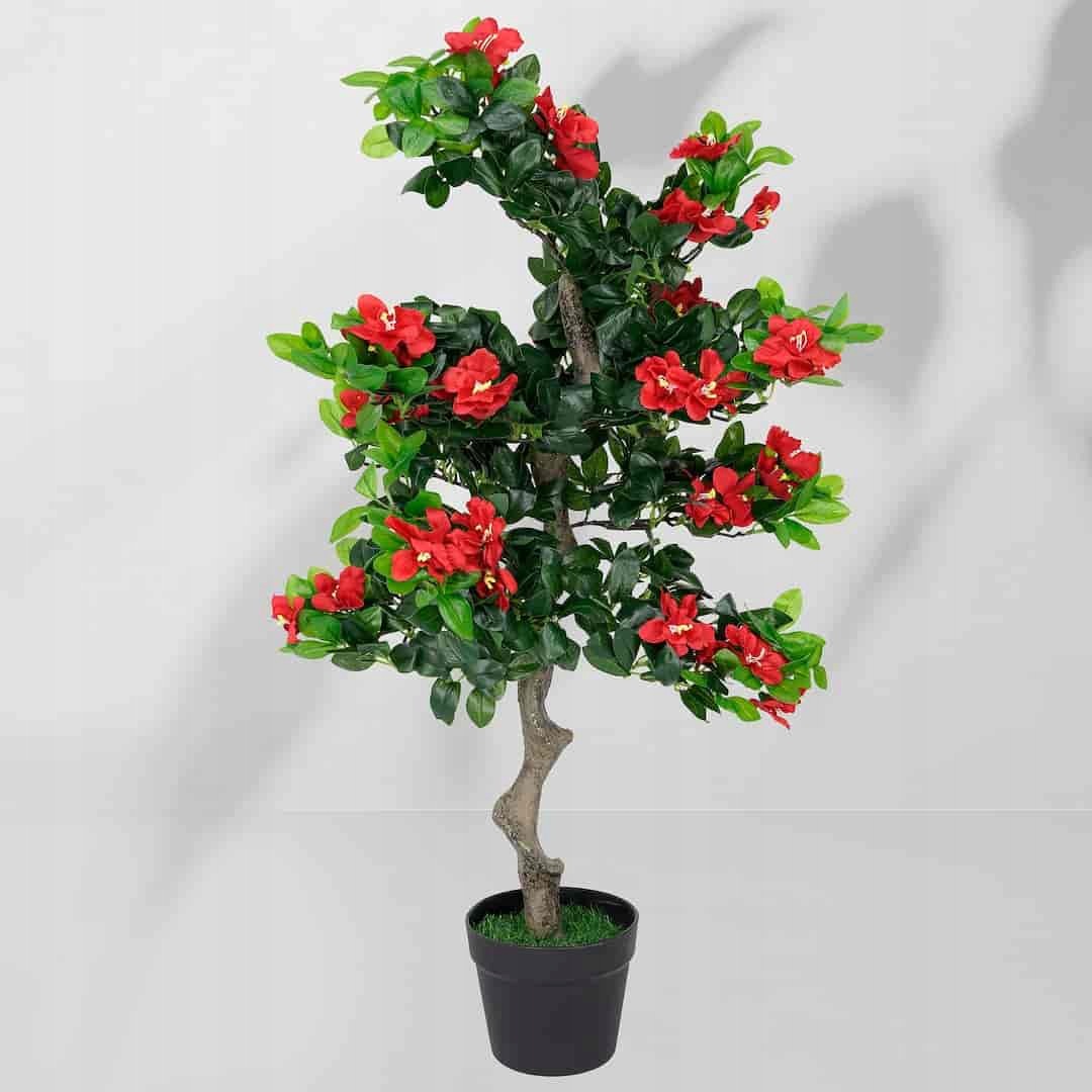 Pokojová rostlina Stromek ibišku 5350 90 cm