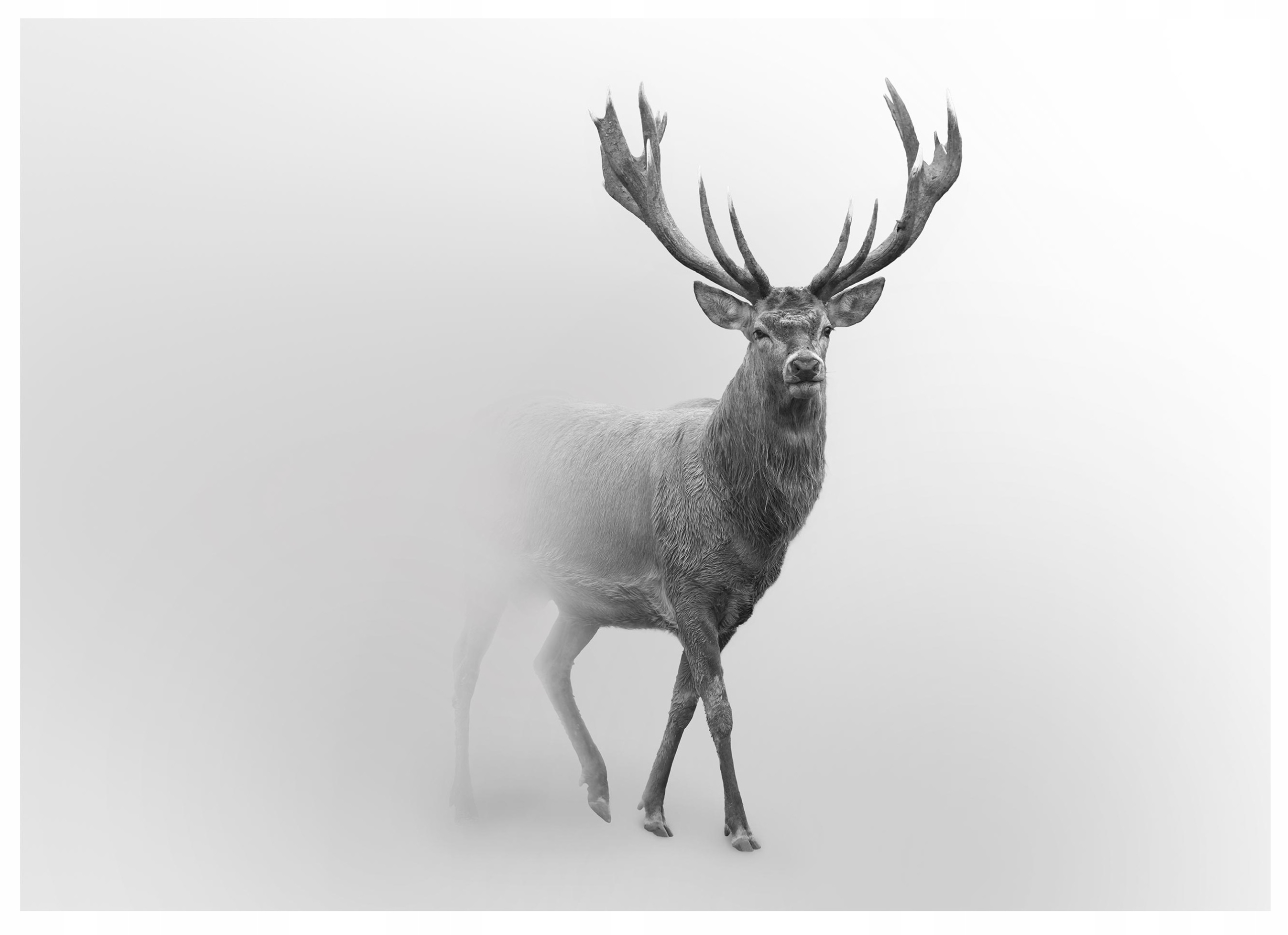 Fototapeta Jeleň Zvieratá Hmla Do Spálne Obývačky Nástenná Tapeta 350x250